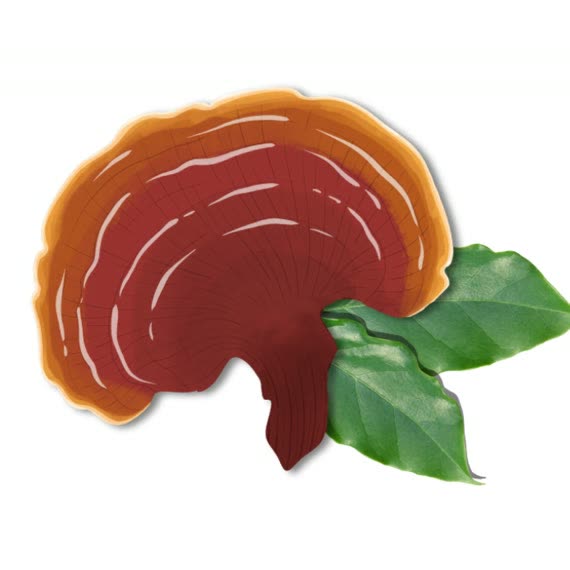 Hongo Ganoderma lucidum (reishi)